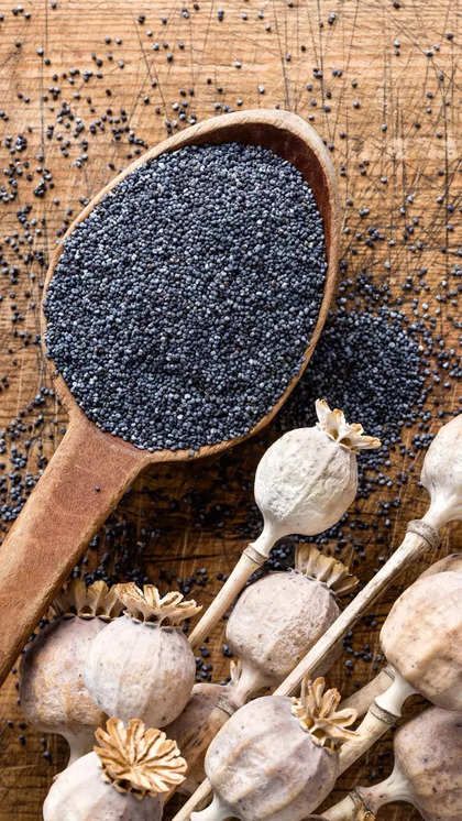 Poppy Pod Seeds, poppy pods flower, opium, washed poppy pod seeds, poppy pods canada Poppy Pod Seeds, poppy pods flower, opium, washed poppy pod seeds, poppy pods canada