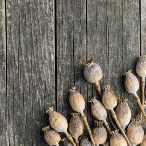 Dried poppy pods with stem, opium poppy, poppy husk, Natural dried poppy pods, Dried Papaver