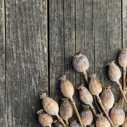 Dried poppy pods with stem, opium poppy, poppy husk, Natural dried poppy pods, Dried Papaver