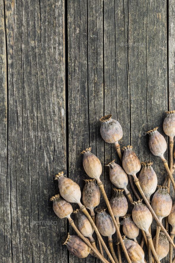 Dried poppy pods with stem, opium poppy, poppy husk, Natural dried poppy pods, Dried Papaver Dried poppy pods with stem, opium poppy, poppy husk, Natural dried poppy pods, Dried Papaver