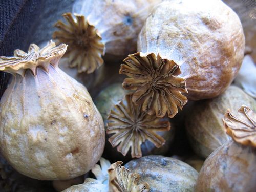 Dried Poppy Pod Heads, Poppy straw, Dried papaver somniferum heads, Giant Poppy Pods, alkaloids poppy plant