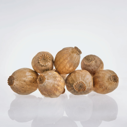 Dried poppy pods, organic pods, dry poppy pods, organic dried pods, Dry poppy heads