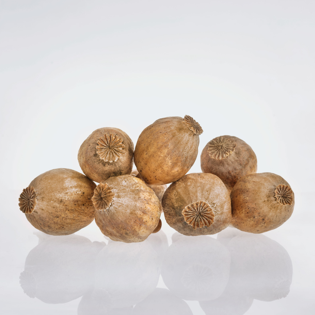 Dried poppy pods, organic pods, dry poppy pods, organic dried pods, Dry poppy heads
